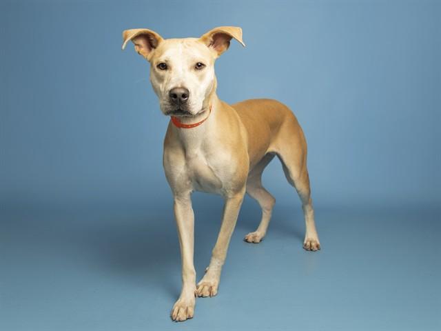 BRULEE, Adoptable, Young Female Pit Bull Terrier.