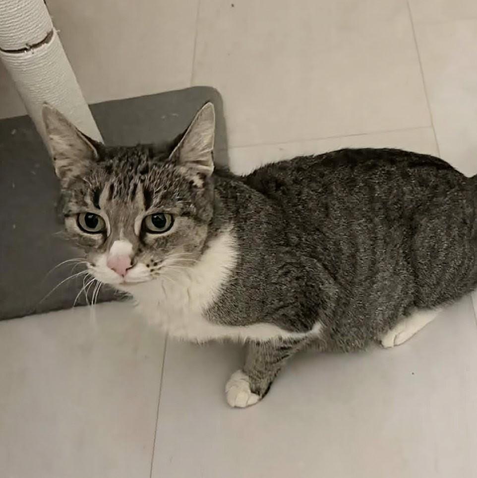 Enlarge Lyla, a ADOPTABLE Tabby in Fairborn, OH image 3/3