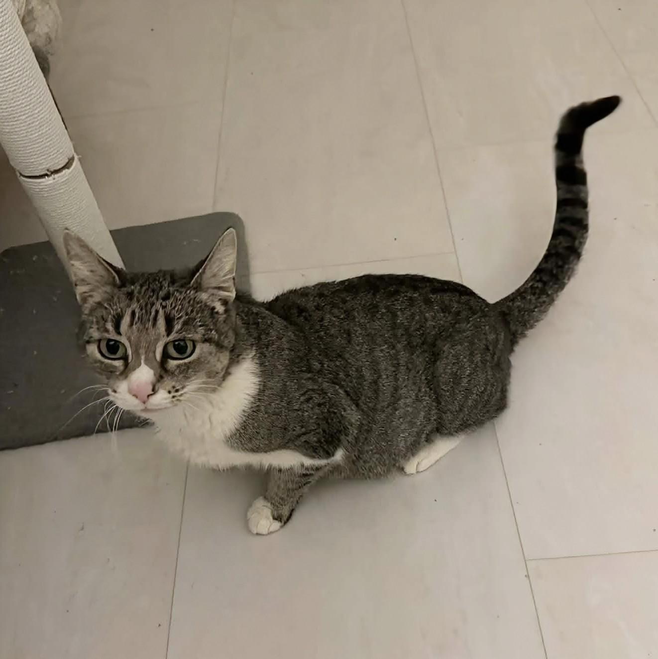 Enlarge Lyla, a ADOPTABLE Tabby in Fairborn, OH image 2/3