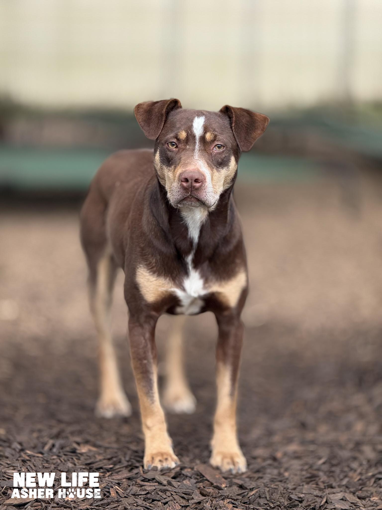 Ned, Adoptable, Adult Male Australian Cattle Dog / Blue Heeler & Australian Shepherd.