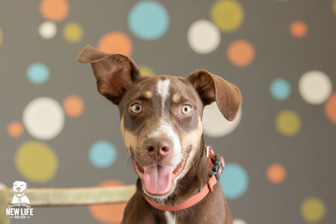 Enlarge Ned, a Adoptable mixed breed in Portland, OR image 1/10