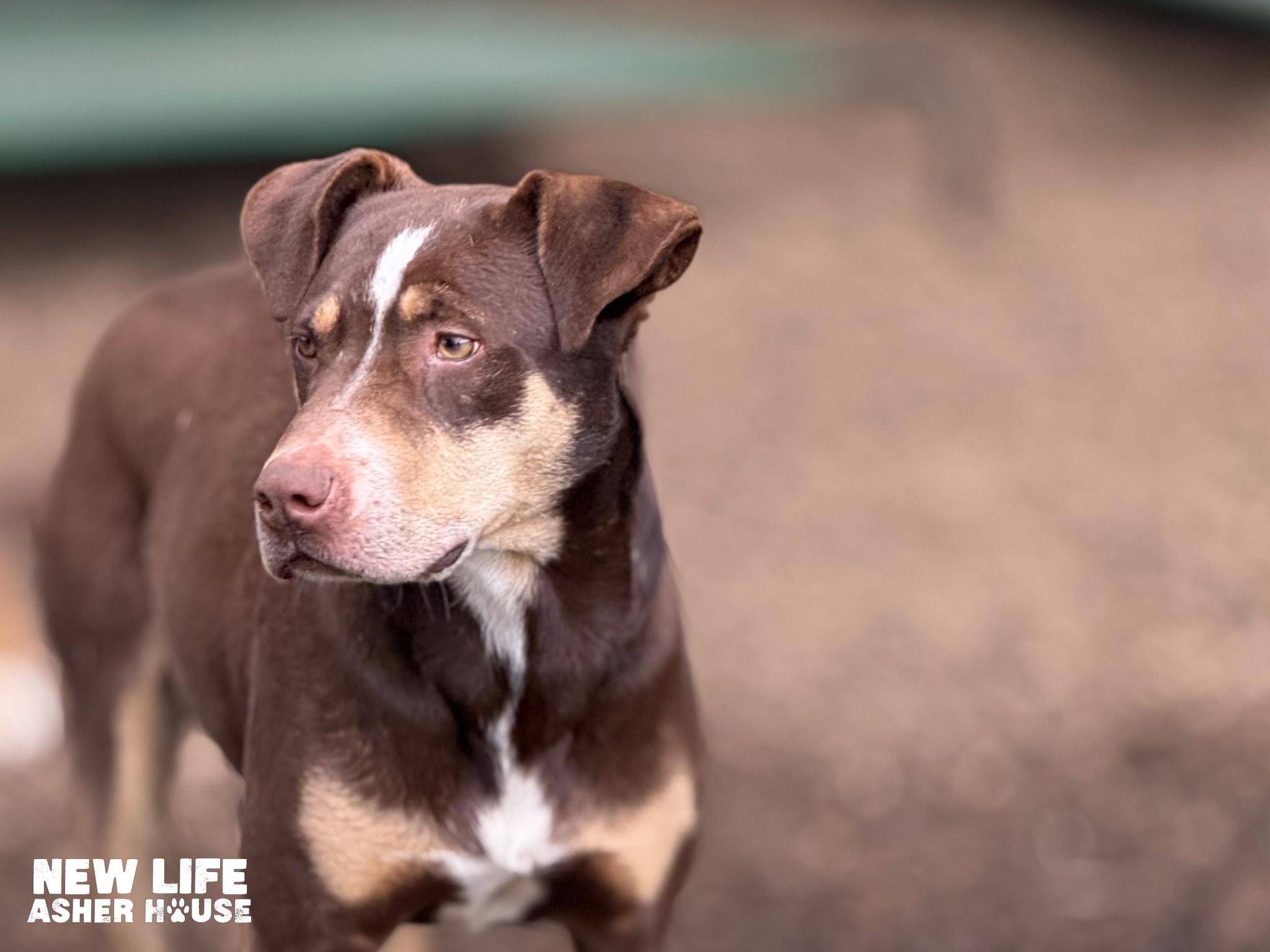 Ned, a Adoptable mixed breed in Portland, OR image 3/6
