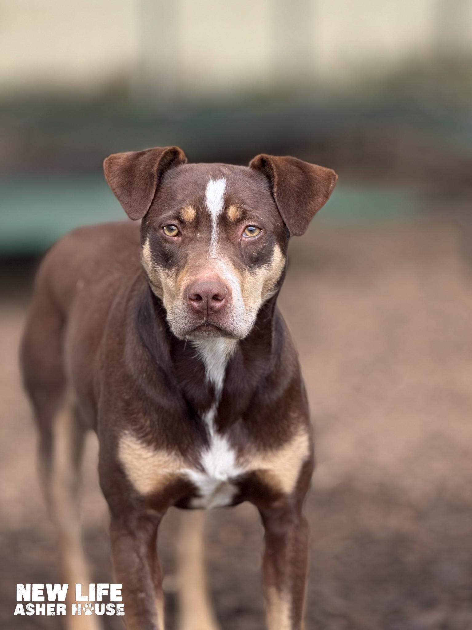 Ned, a Adoptable mixed breed in Portland, OR image 6/6