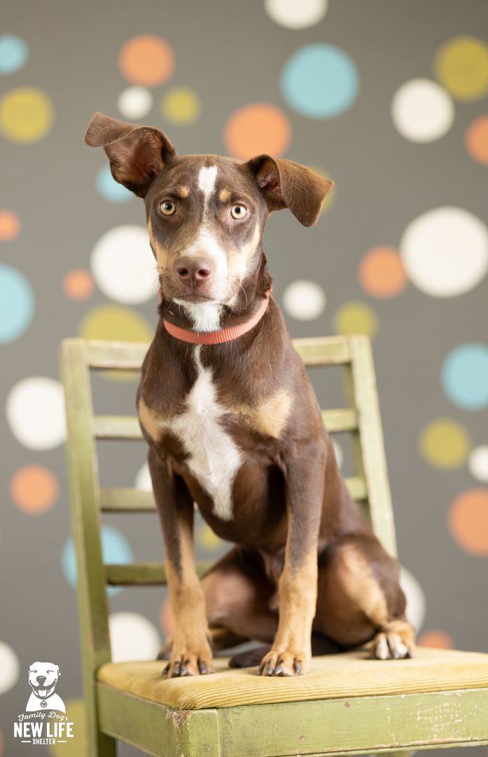 Enlarge Ned, a Adoptable mixed breed in Portland, OR image 2/10