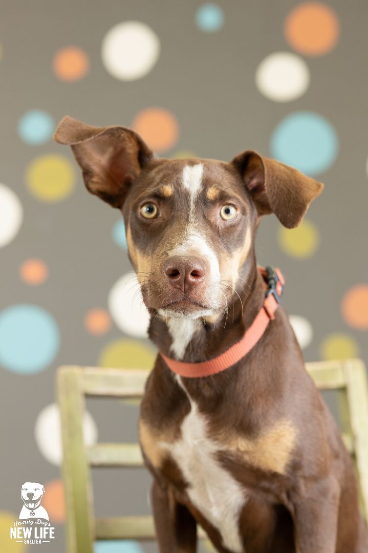 Enlarge Ned, a Adoptable mixed breed in Portland, OR image 3/10