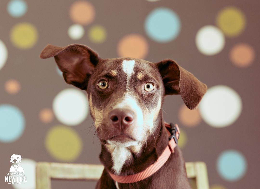 Enlarge Ned, a Adoptable mixed breed in Portland, OR image 4/10