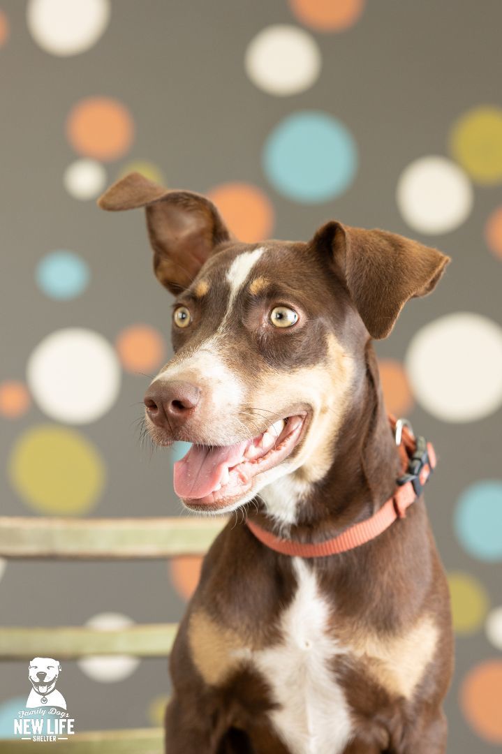 Ned, Adoptable, Young Male Australian Shepherd.