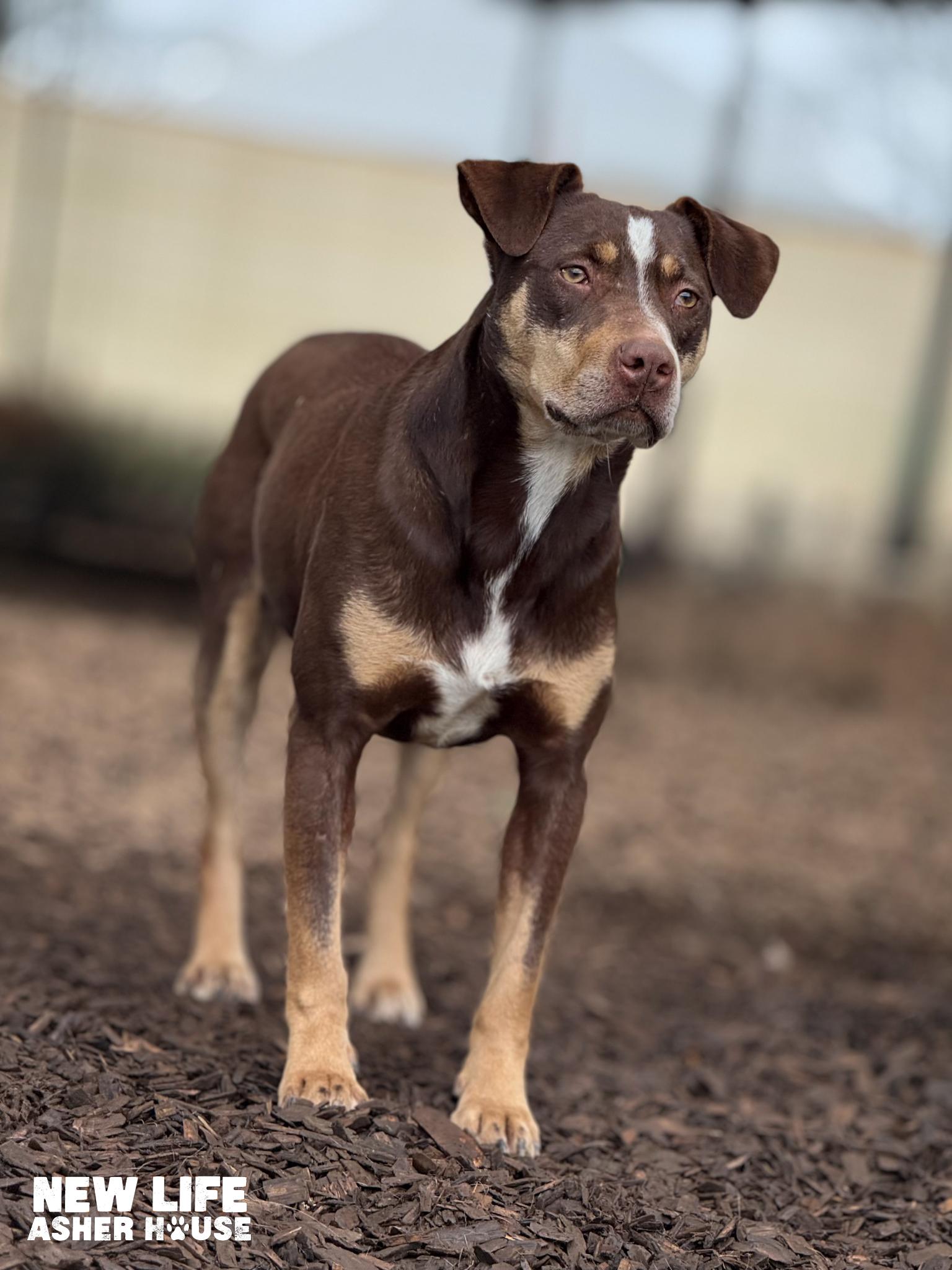 Ned, a Adoptable mixed breed in Portland, OR image 2/6