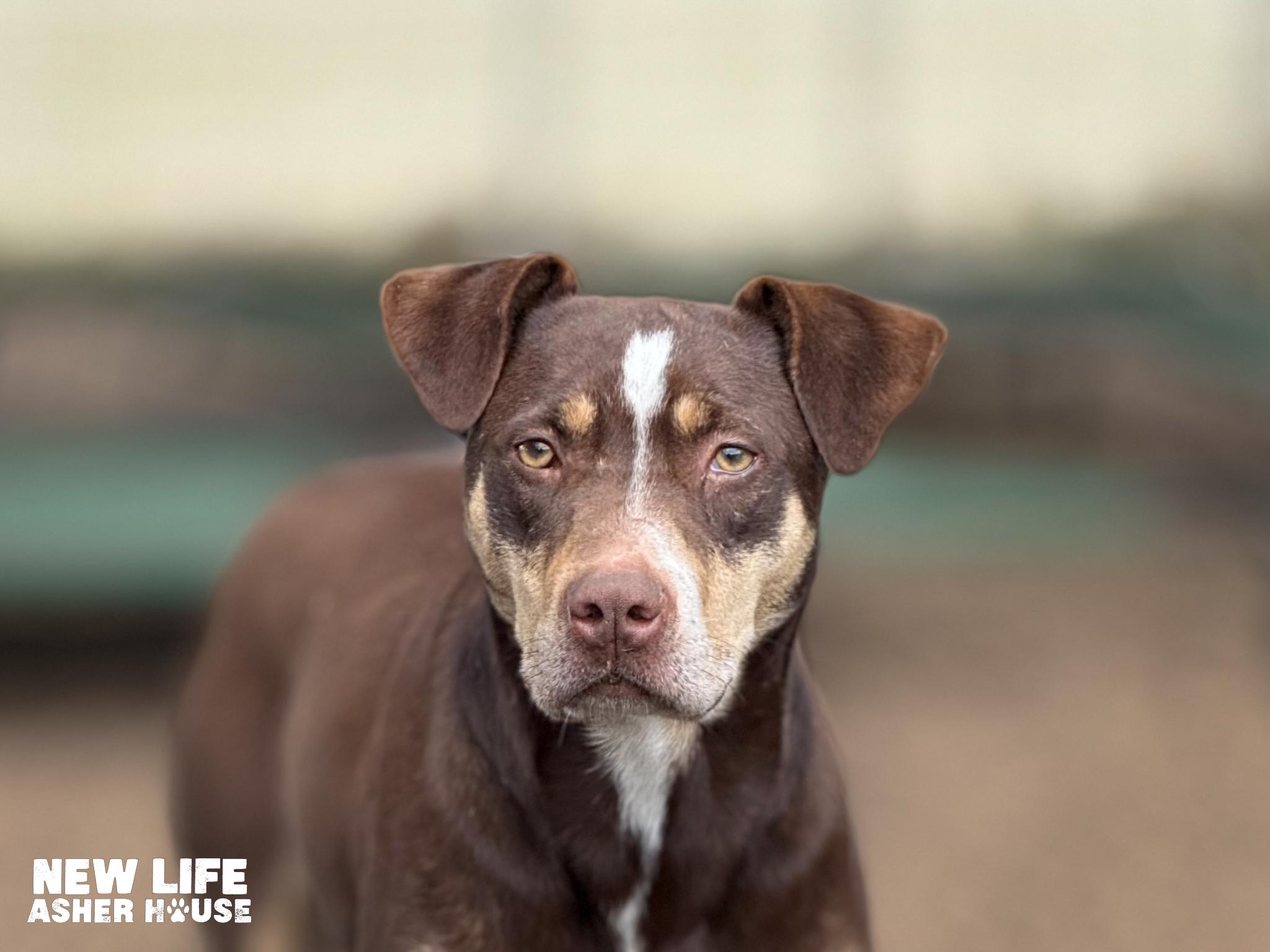 Ned, a Adoptable mixed breed in Portland, OR image 5/6