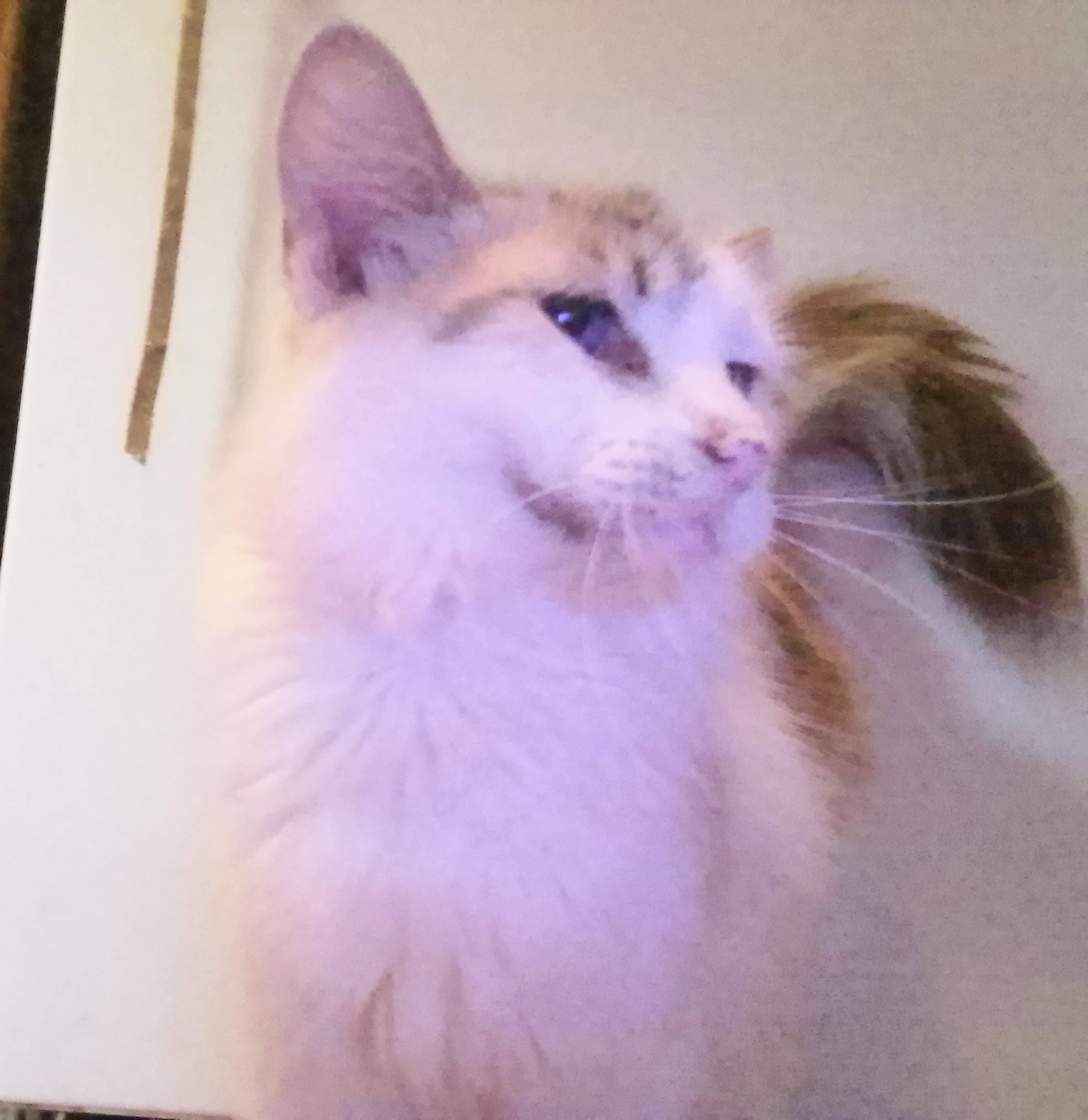 Sapphire, Adoptable, Adult Female Siamese.