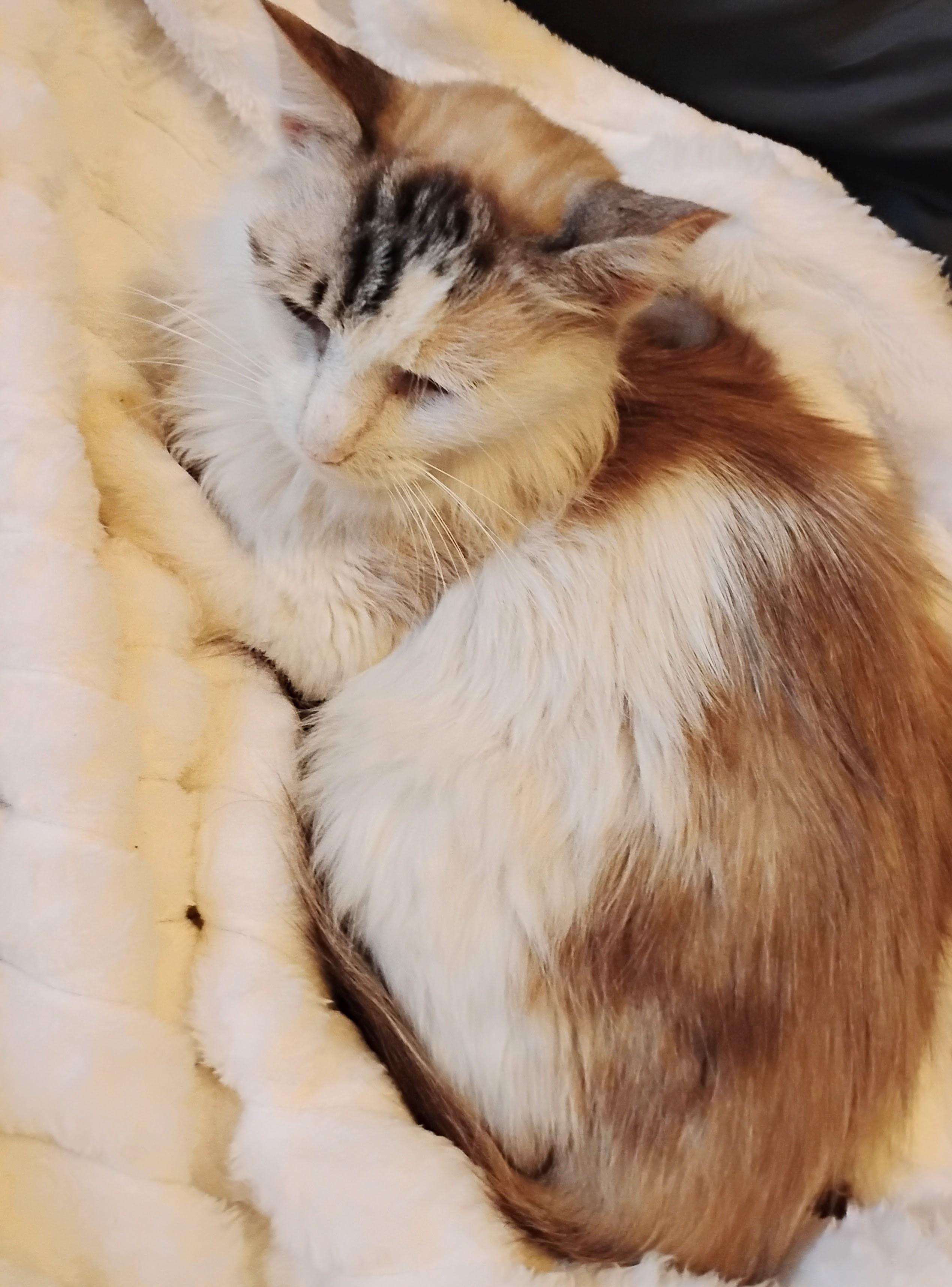 Enlarge Sapphire, a Adoptable Siamese in Woodland, CA image 2/3