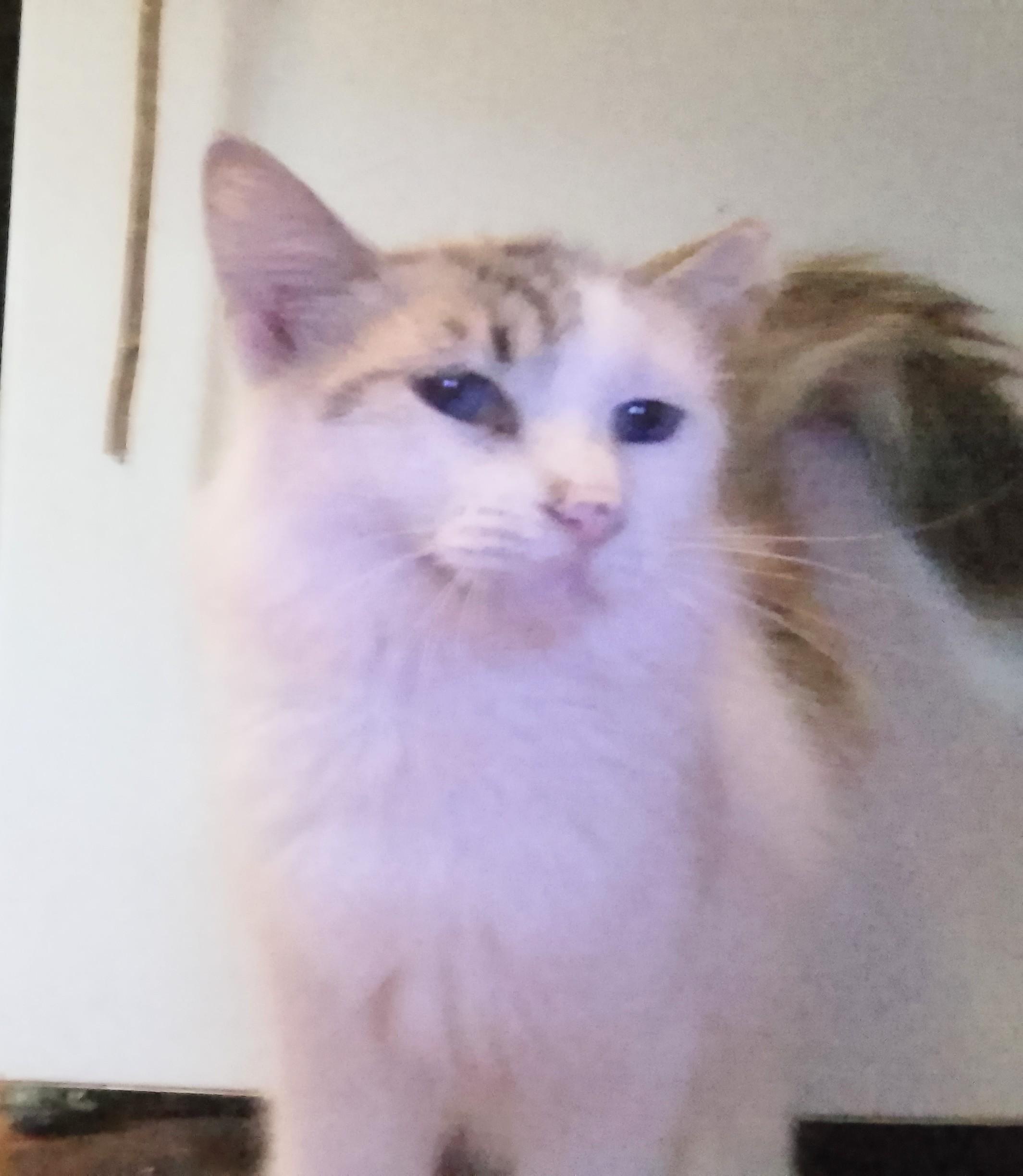 Sapphire, a Adoptable Siamese in Woodland, CA image 2/5