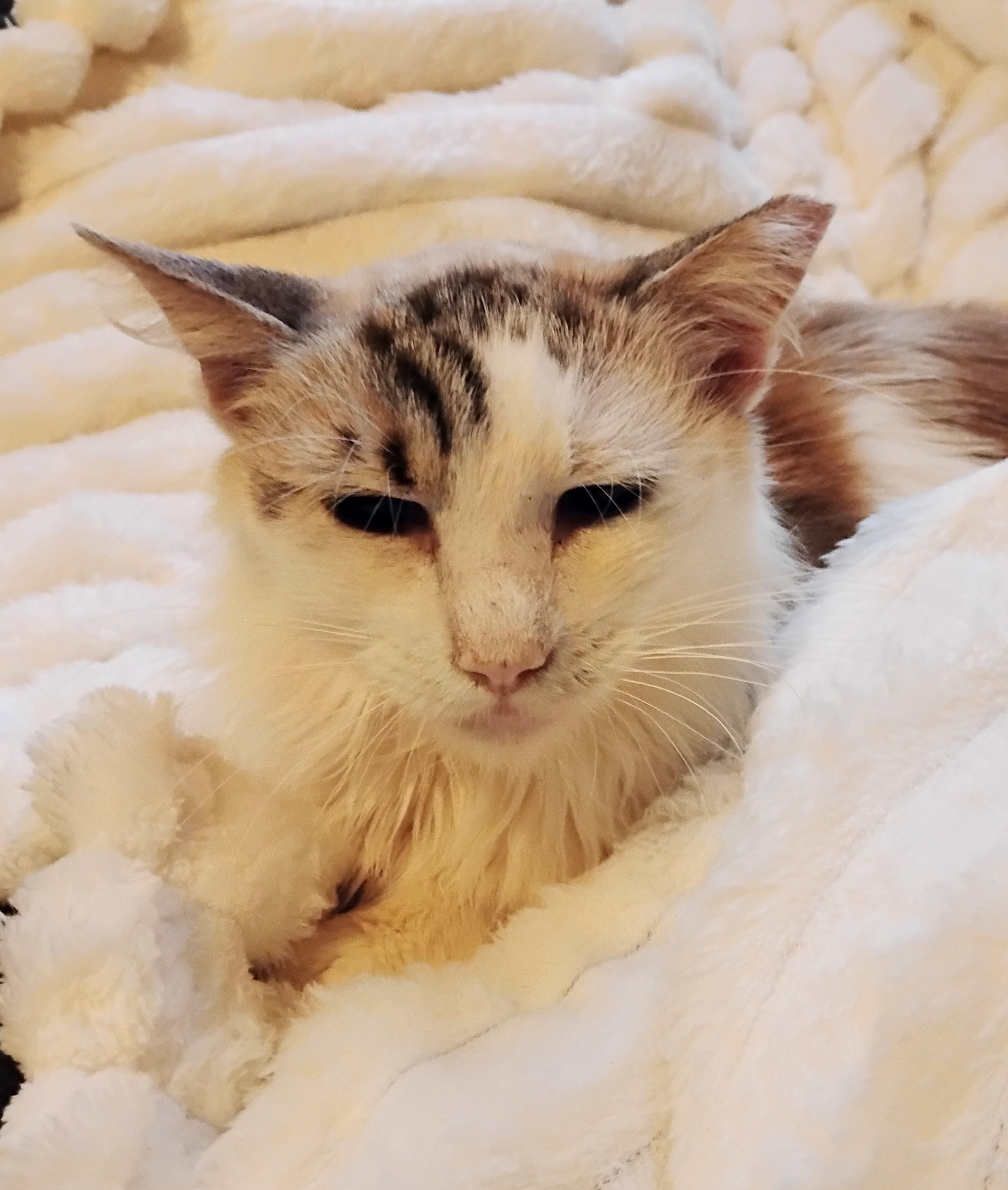 Enlarge Sapphire, a Adoptable Siamese in Woodland, CA image 1/3