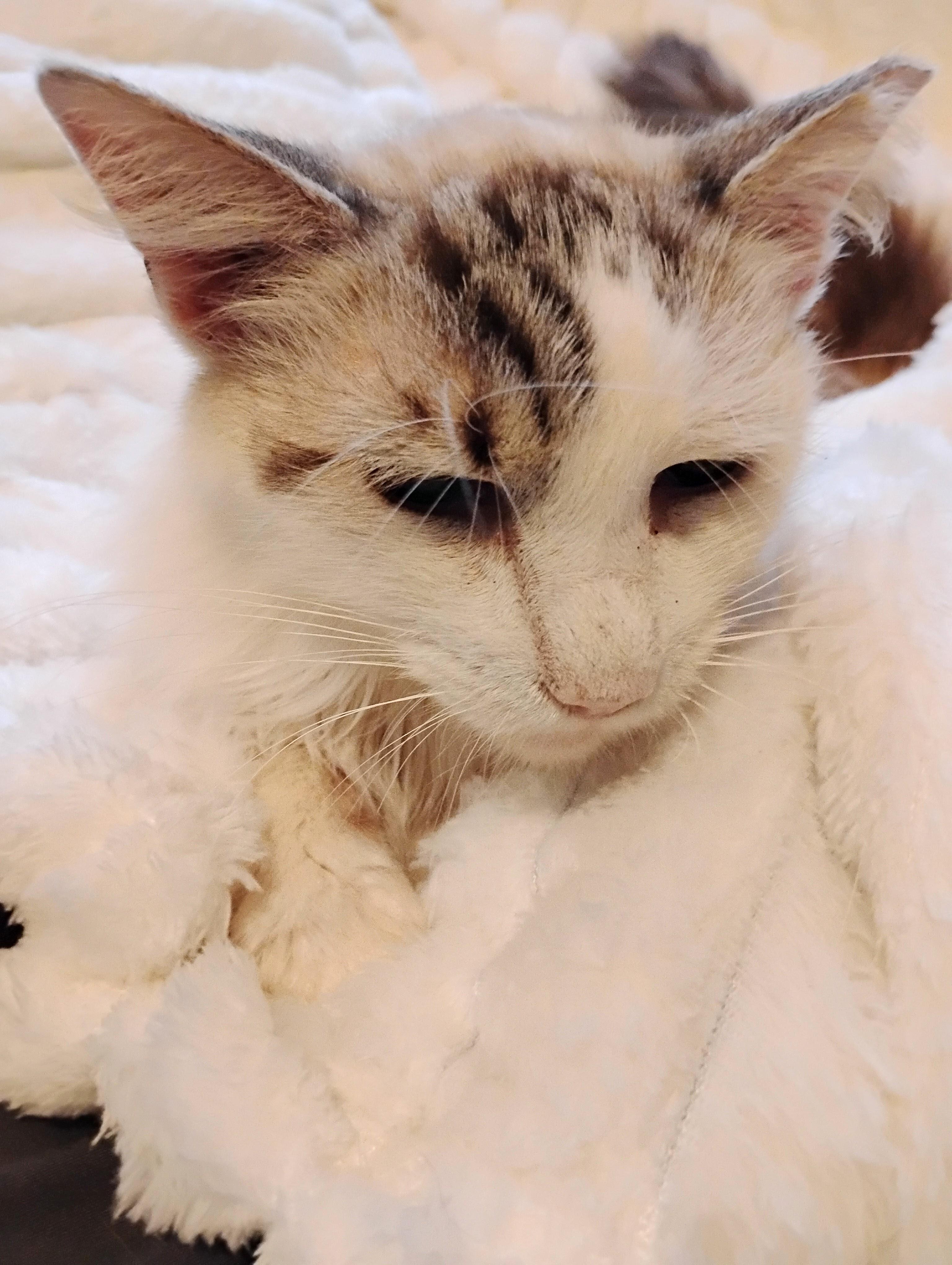 Enlarge Sapphire, a Adoptable Siamese in Woodland, CA image 3/3