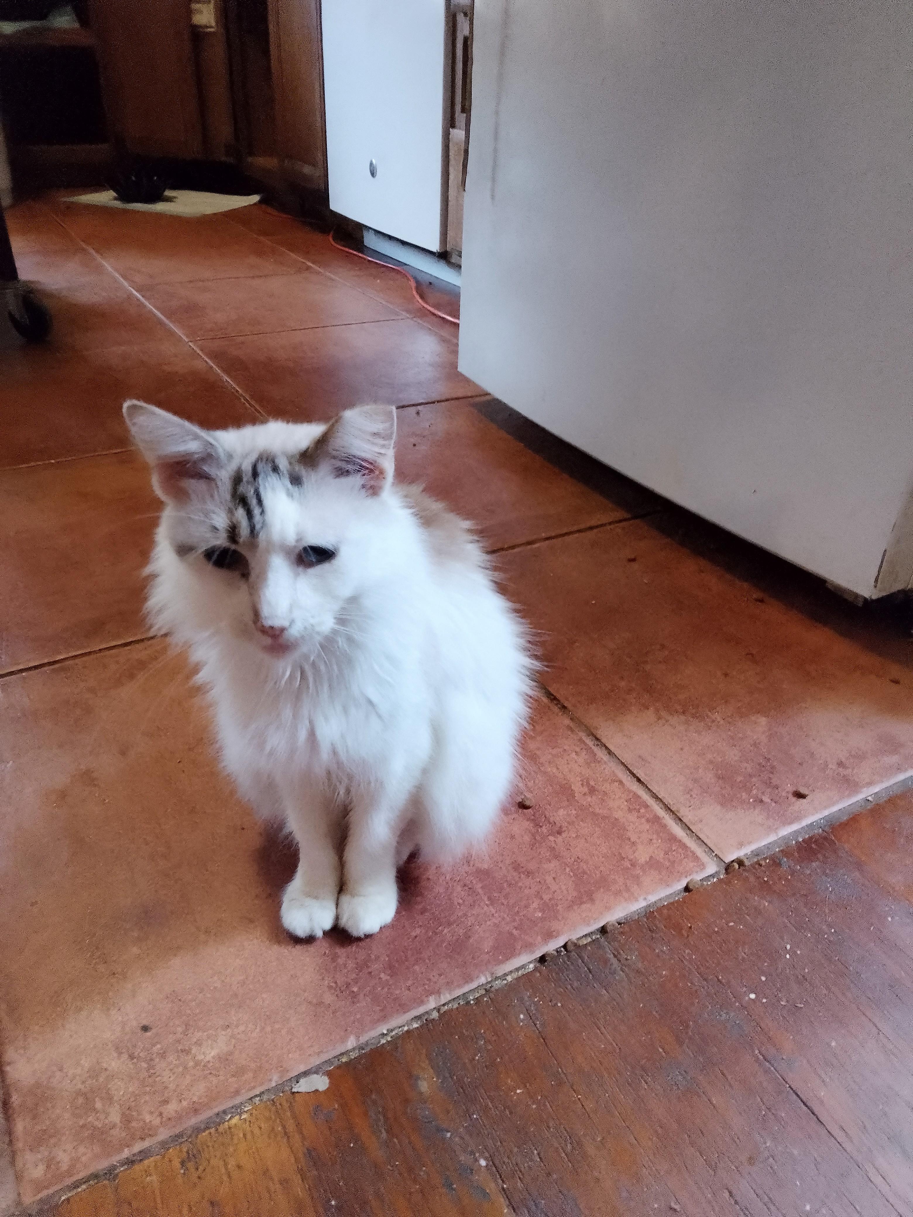 Sapphire, a Adoptable Siamese in Woodland, CA image 3/5