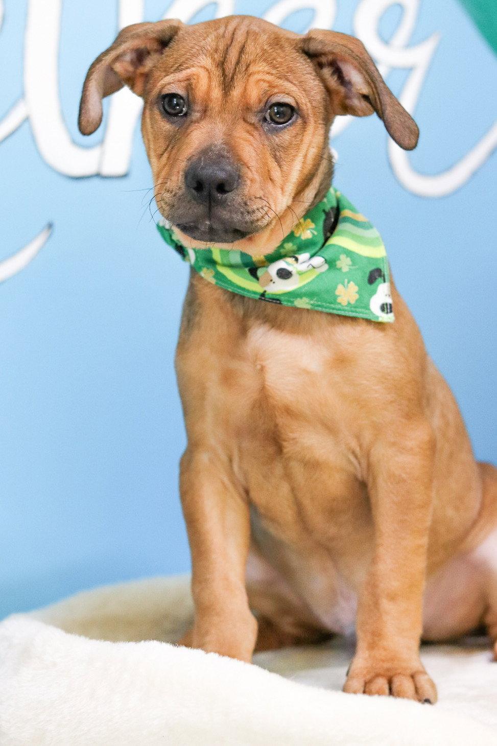 Teddy Graham, Adoptable, Young Male American Bulldog.