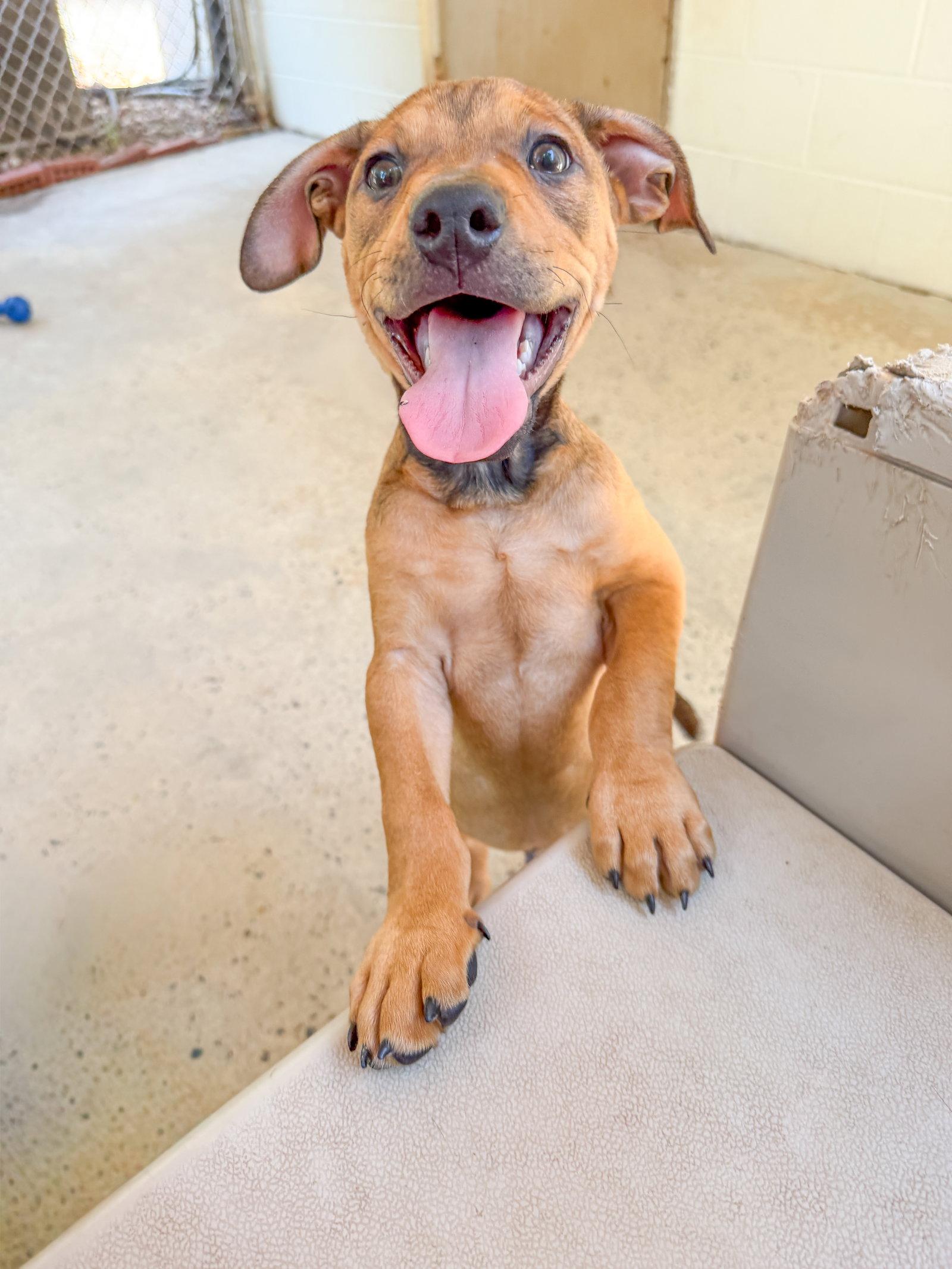 Teddy Graham, a Adoptable American Bulldog in Sanford, NC image 2/3