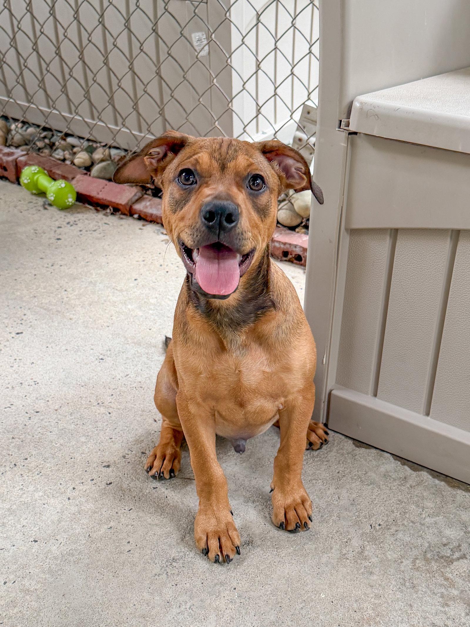 Teddy Graham, a Adoptable American Bulldog in Sanford, NC image 2/3