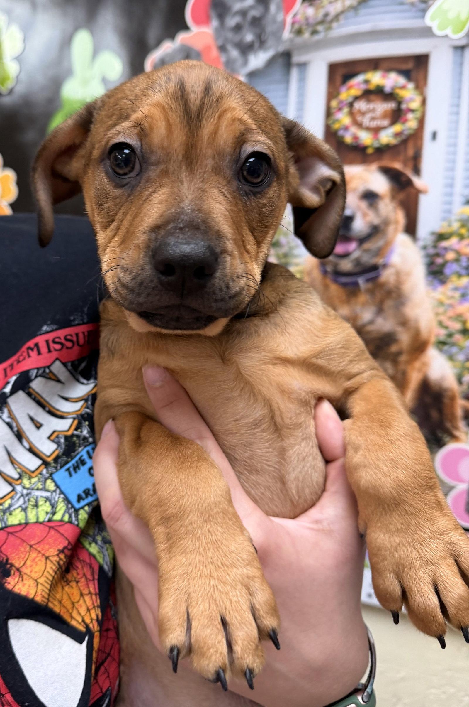 Teddy Graham, a Adoptable American Bulldog in Sanford, NC image 3/3