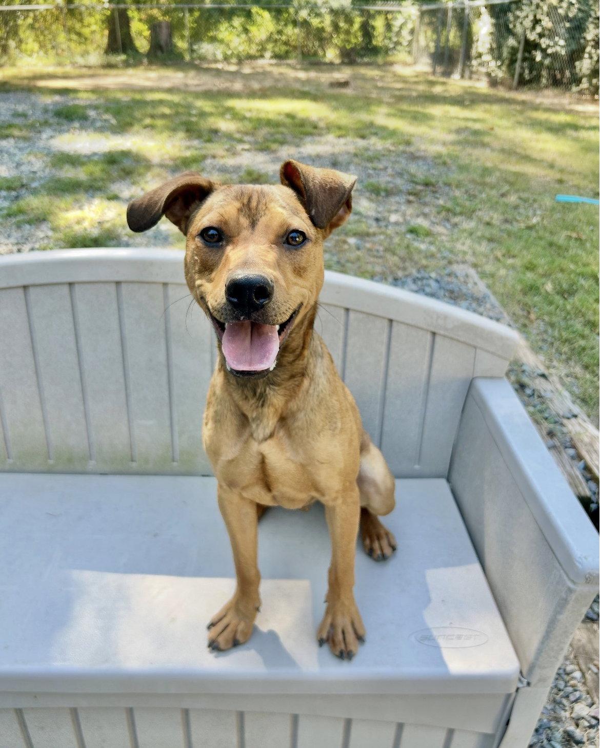 Enlarge Teddy Graham, a Adoptable American Bulldog in Sanford, NC image 3/3
