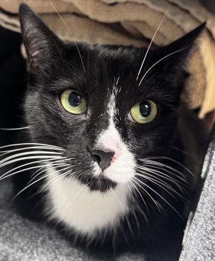 Luna Paloona, Adoptable, Adult Female Domestic Short Hair & Domestic Short Hair.