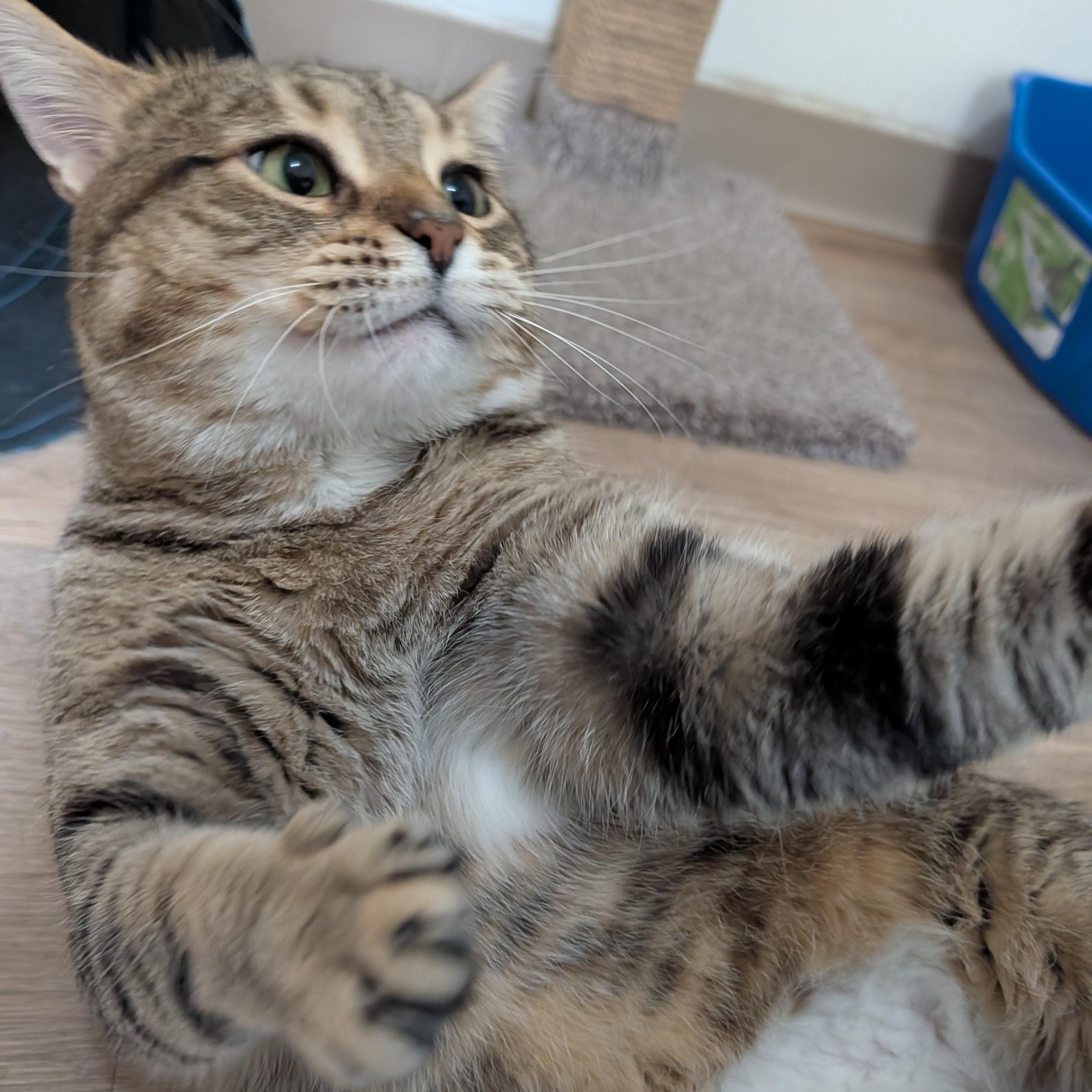 Enlarge Julian, a Adopted Domestic Short Hair in Manistique, MI image 2/4