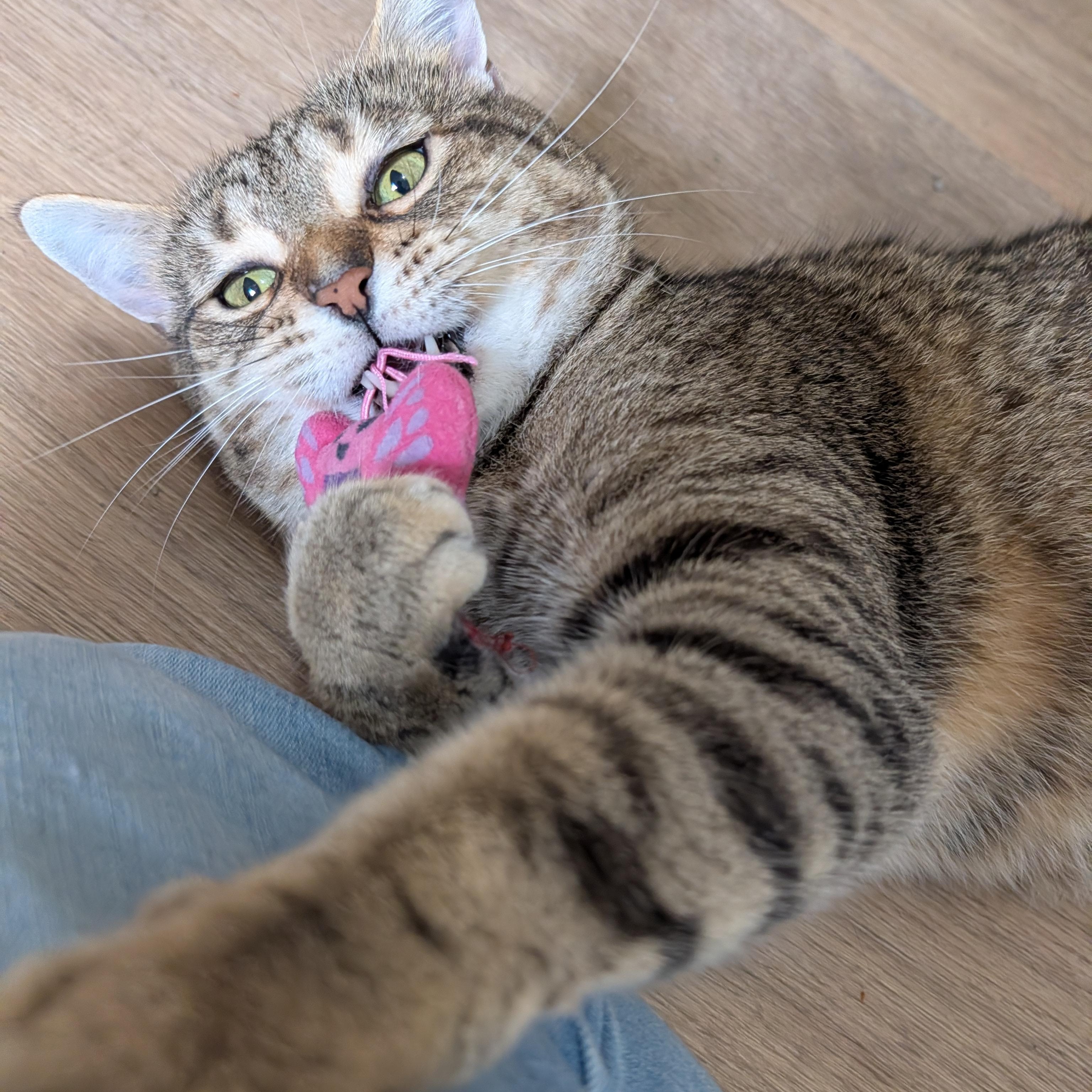 Enlarge Julian, a Adopted Domestic Short Hair in Manistique, MI image 4/4