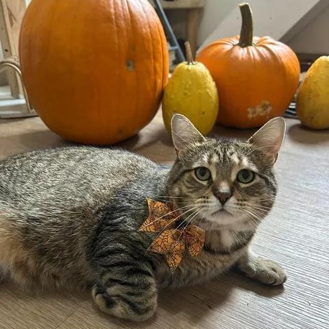 Julian, Adopted, Adult Male Domestic Short Hair.