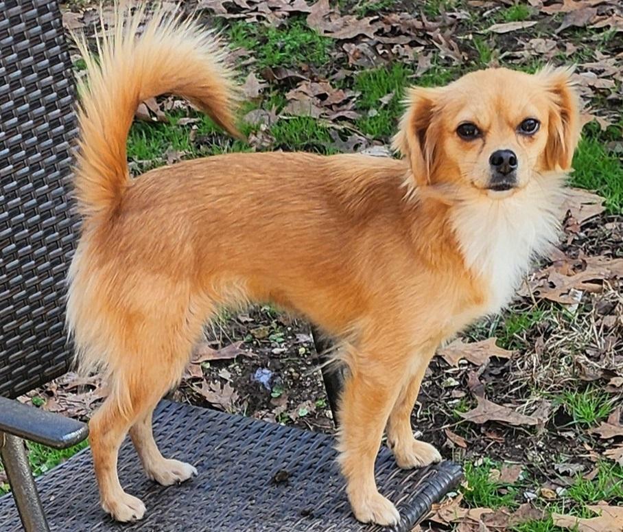 Finch, Adoptable, Adult Female Chihuahua.