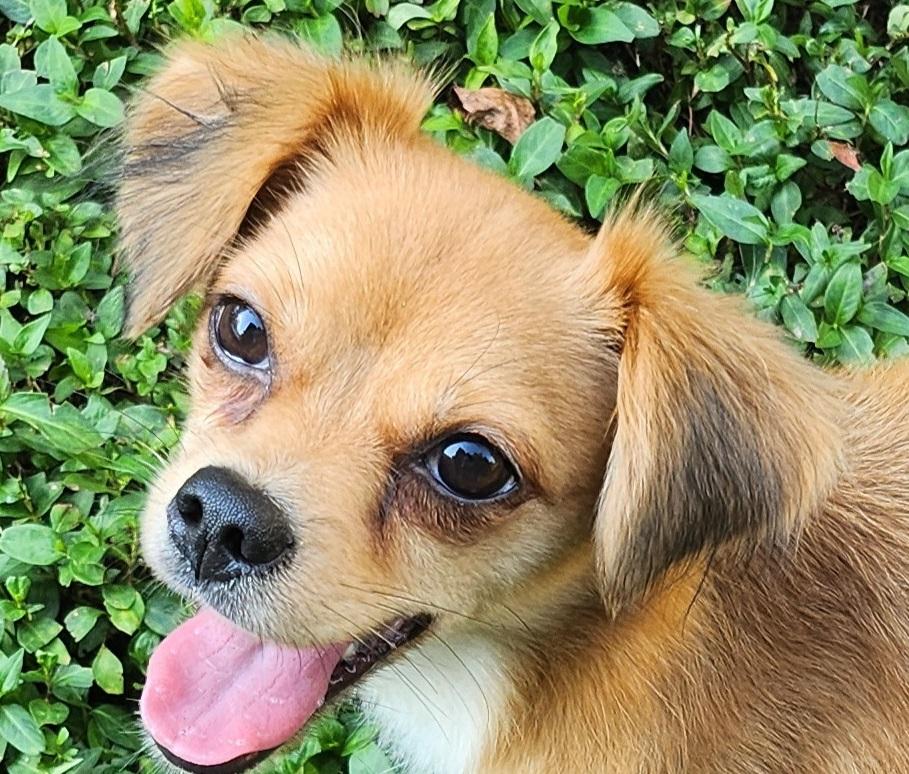 Enlarge Finch, a Adoptable mixed breed in Franklin, TN image 2/4