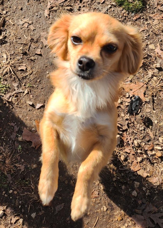 Enlarge Finch, a Adoptable mixed breed in Franklin, TN image 3/4
