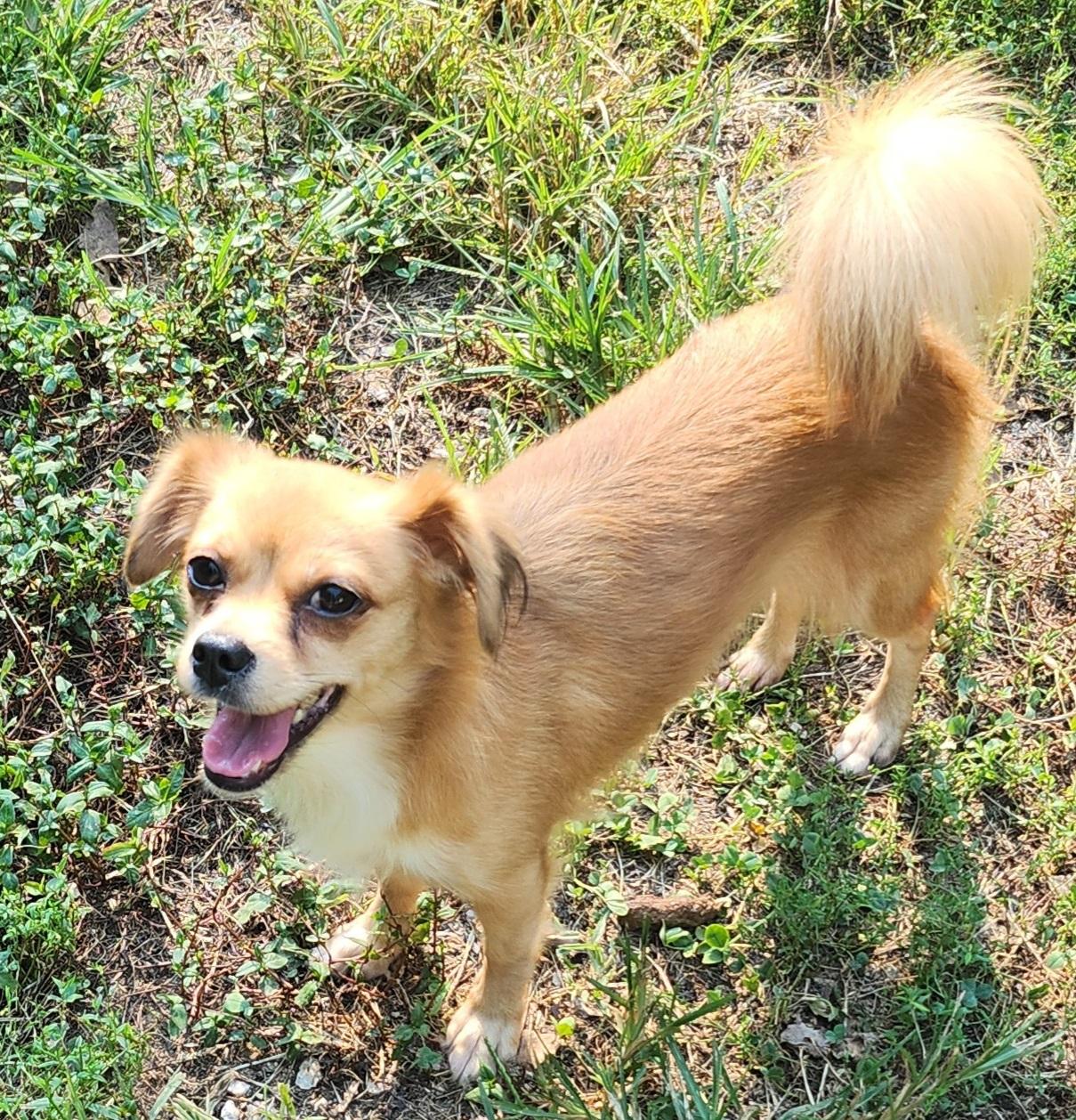 Enlarge Finch, a Adoptable mixed breed in Franklin, TN image 4/4