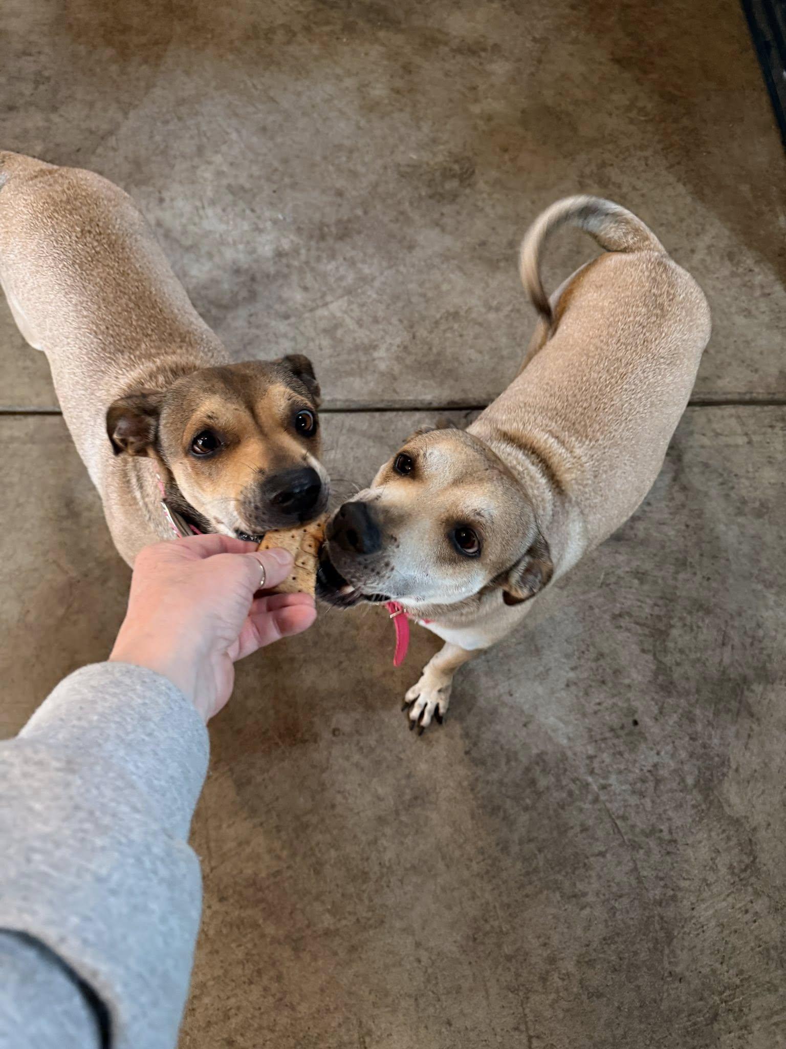 Enlarge Kylee and Nala, a Adoptable mixed breed in Albion, NY image 2/6