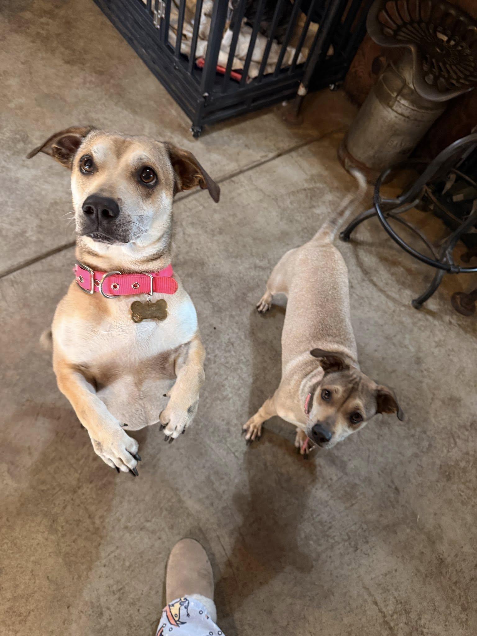 Kylee and Nala, Adoptable, Adult Female Beagle & Dachshund.