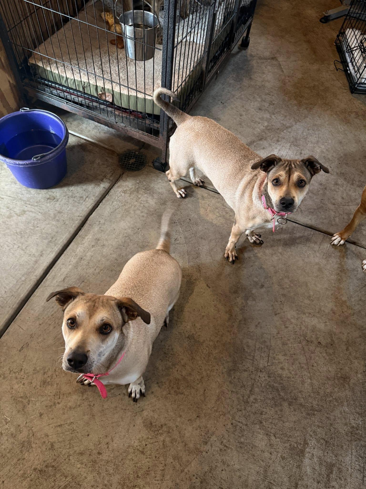 Enlarge Kylee and Nala, a Adoptable mixed breed in Albion, NY image 5/6