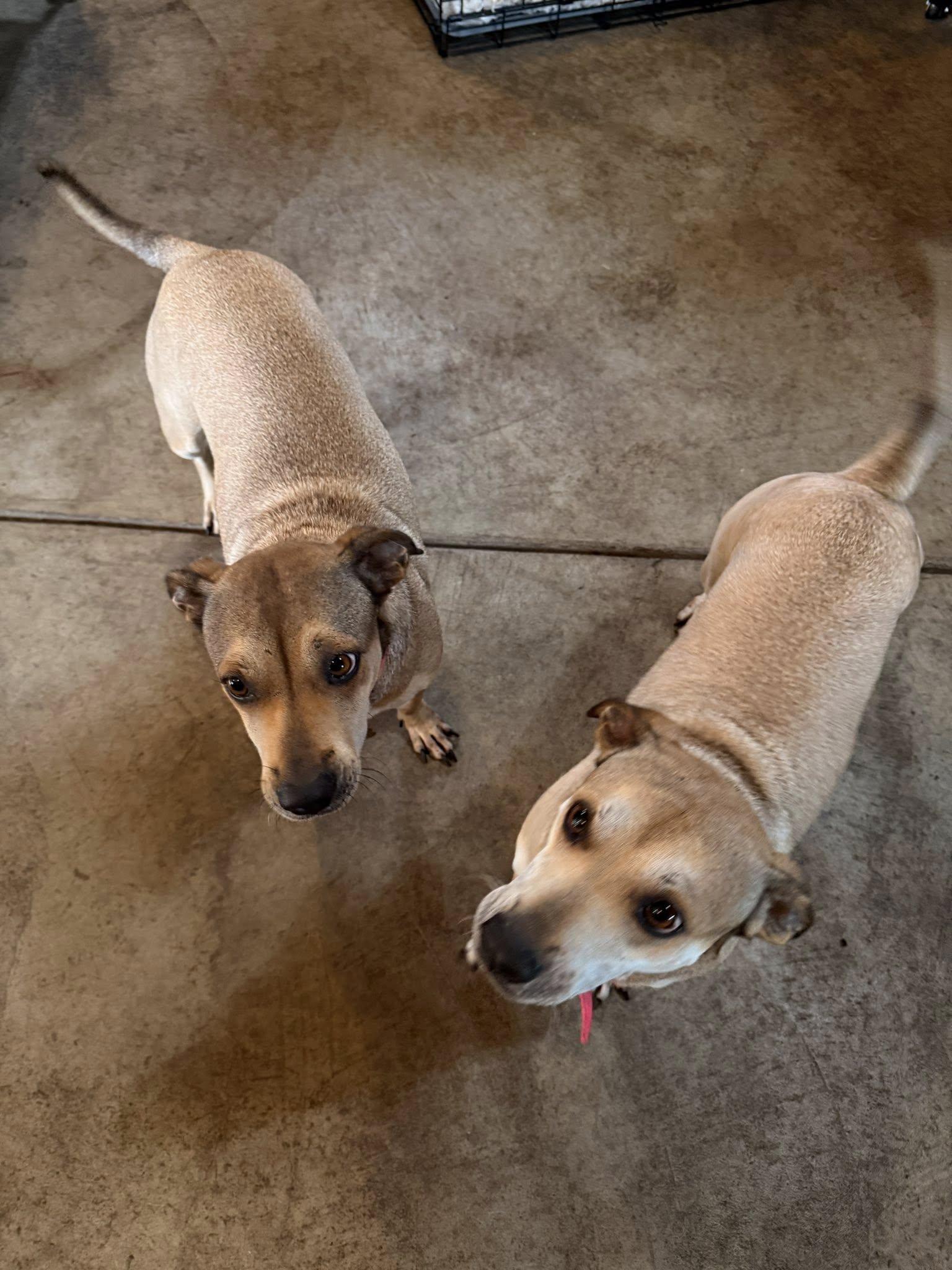 Enlarge Kylee and Nala, a Adoptable mixed breed in Albion, NY image 6/6