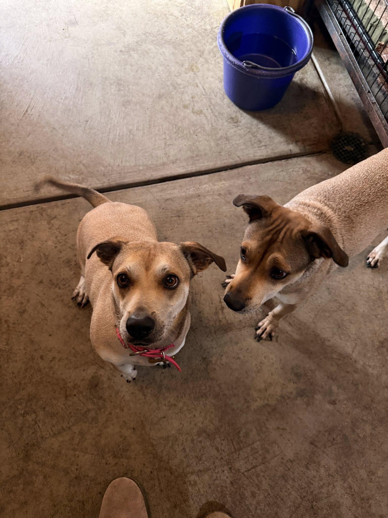 Enlarge Kylee and Nala, a Adoptable mixed breed in Albion, NY image 3/6