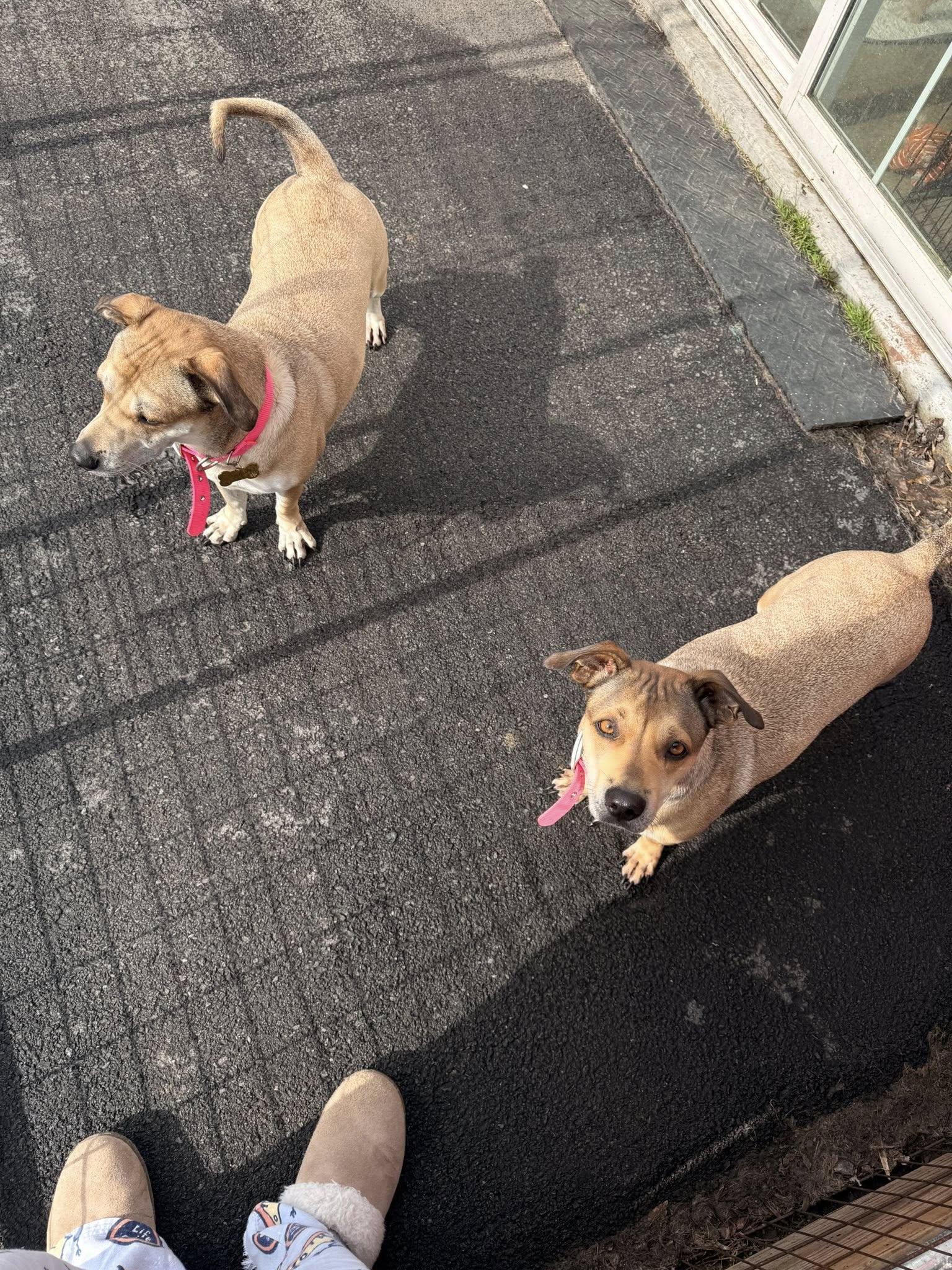 Enlarge Kylee and Nala, a Adoptable mixed breed in Albion, NY image 4/6