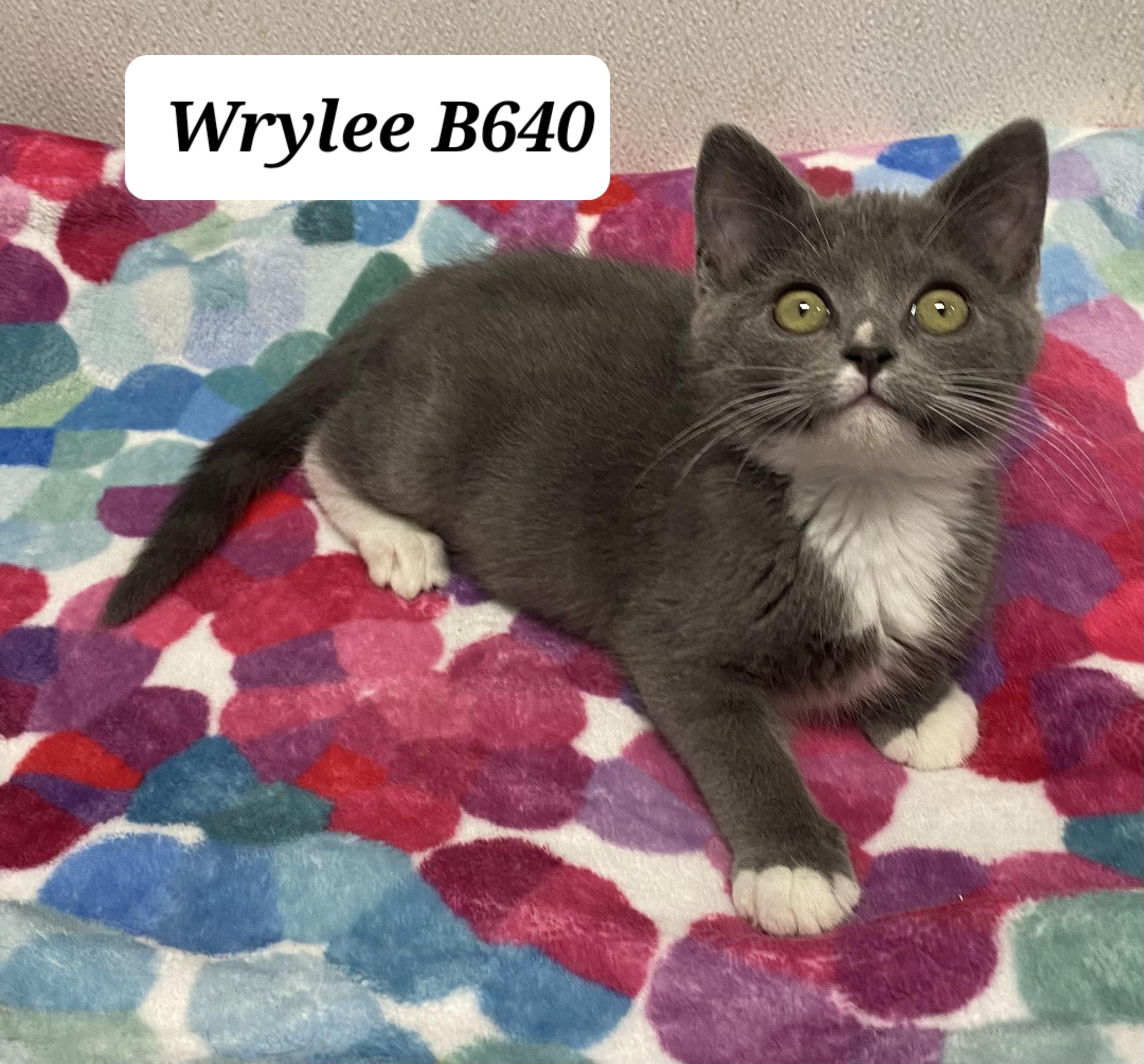 Wrylee, Baby Female Domestic Short Hair