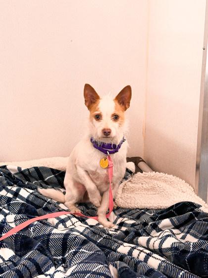 Cosmo, ADOPTABLE, Young Male Mixed Breed.