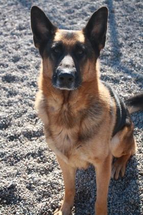 Buddy **SPONSORED**