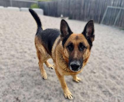 Buddy **SPONSORED**