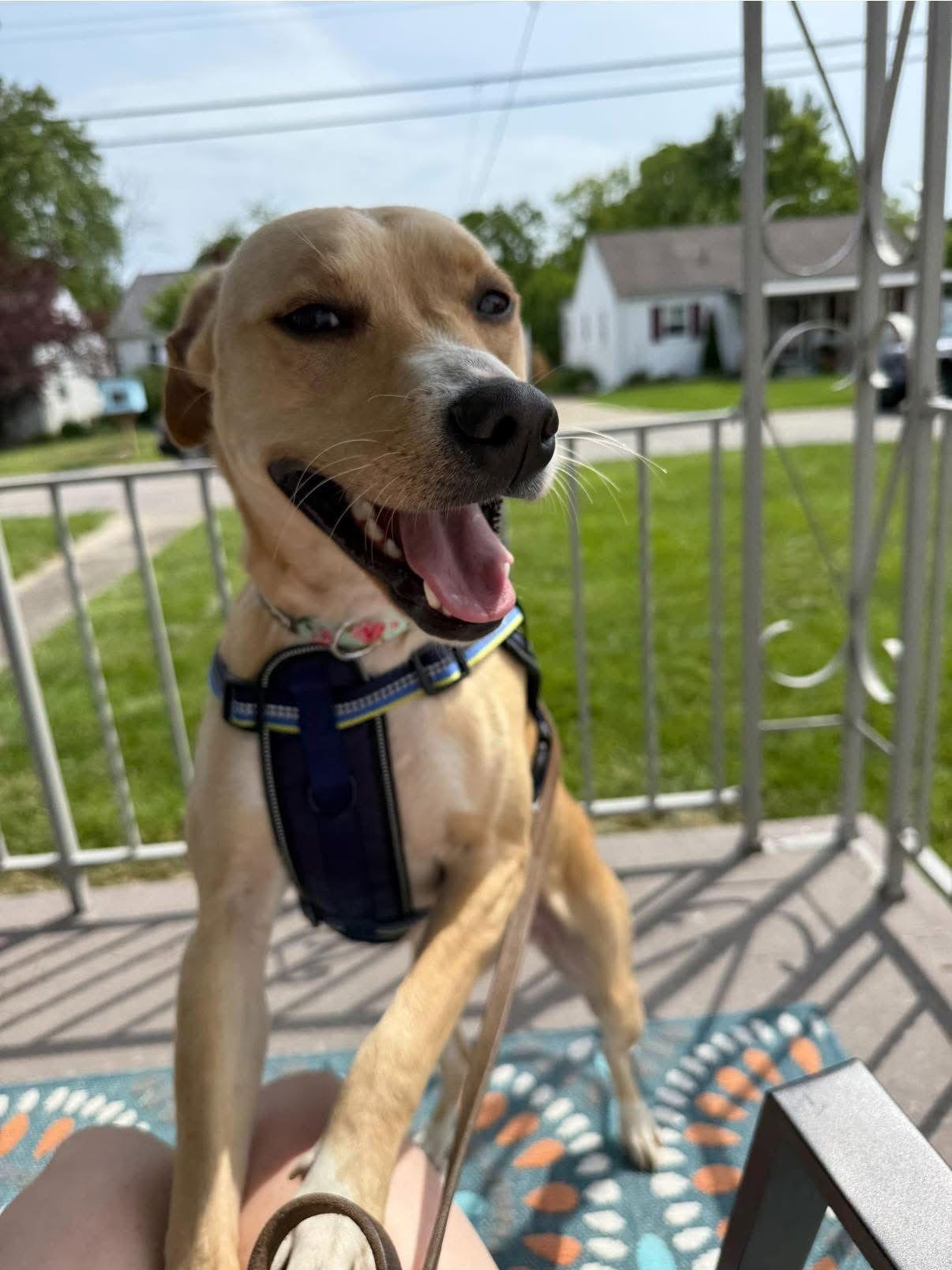 Enlarge Margot Robbie, a Adoptable Terrier in Newport, KY image 1/3