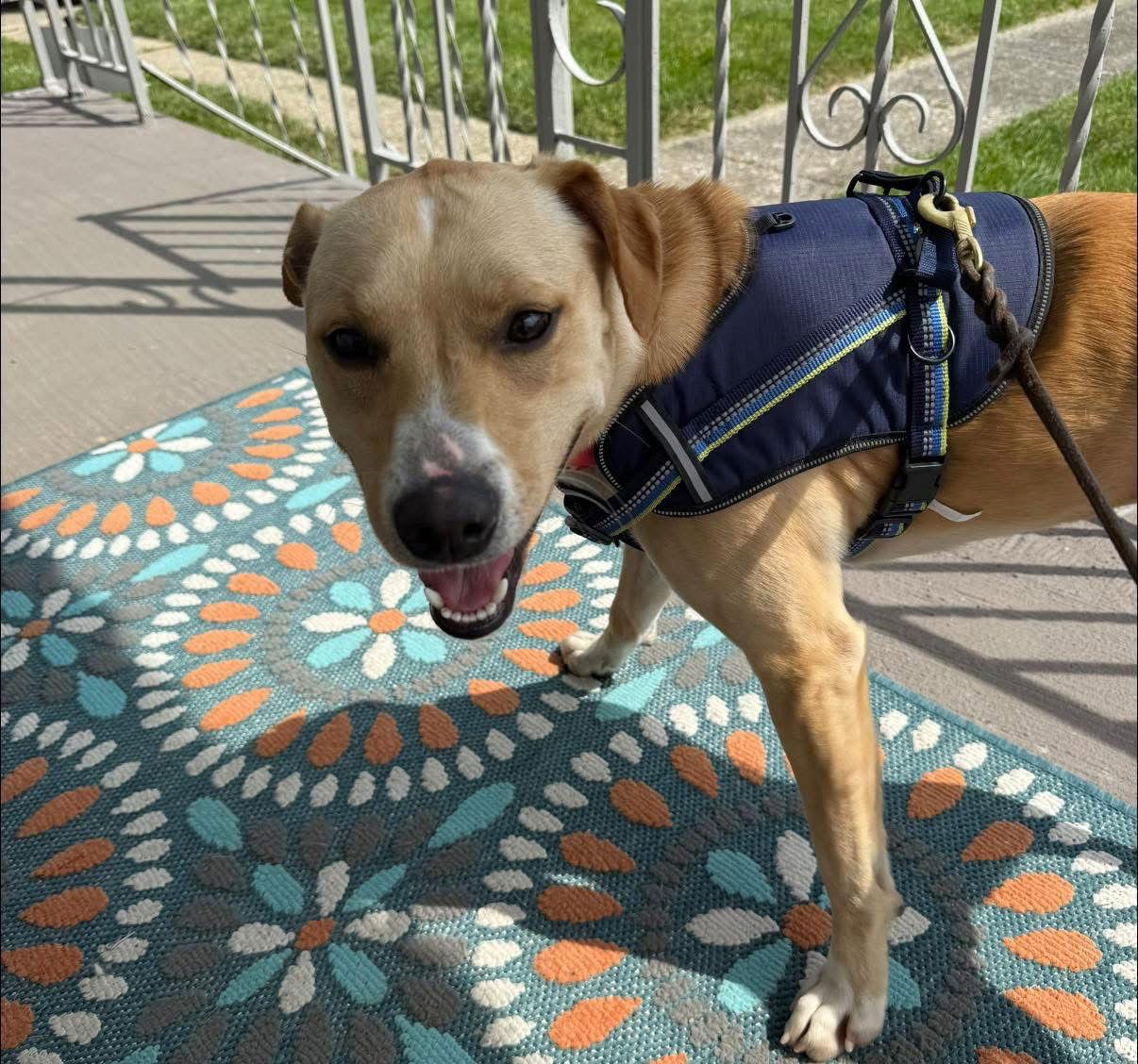 Enlarge Margot Robbie, a Adoptable Terrier in Newport, KY image 3/3