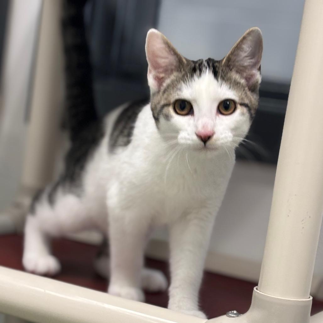 Maverick, a Adoptable Domestic Short Hair in Zanesville, OH image 1/2