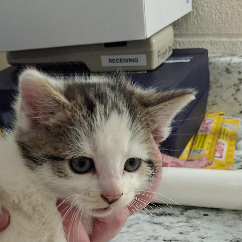 Maverick, a Adoptable Domestic Short Hair in Zanesville, OH image 2/2