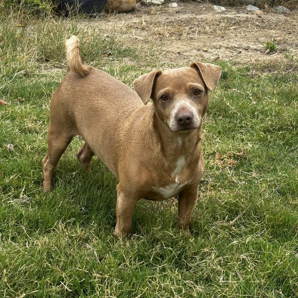 Enzo, Adoptable, Adult Male Dachshund & Chihuahua.