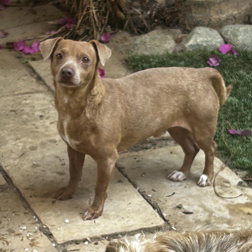 Enlarge Enzo, a Adoptable mixed breed in Escondido, CA image 1/4