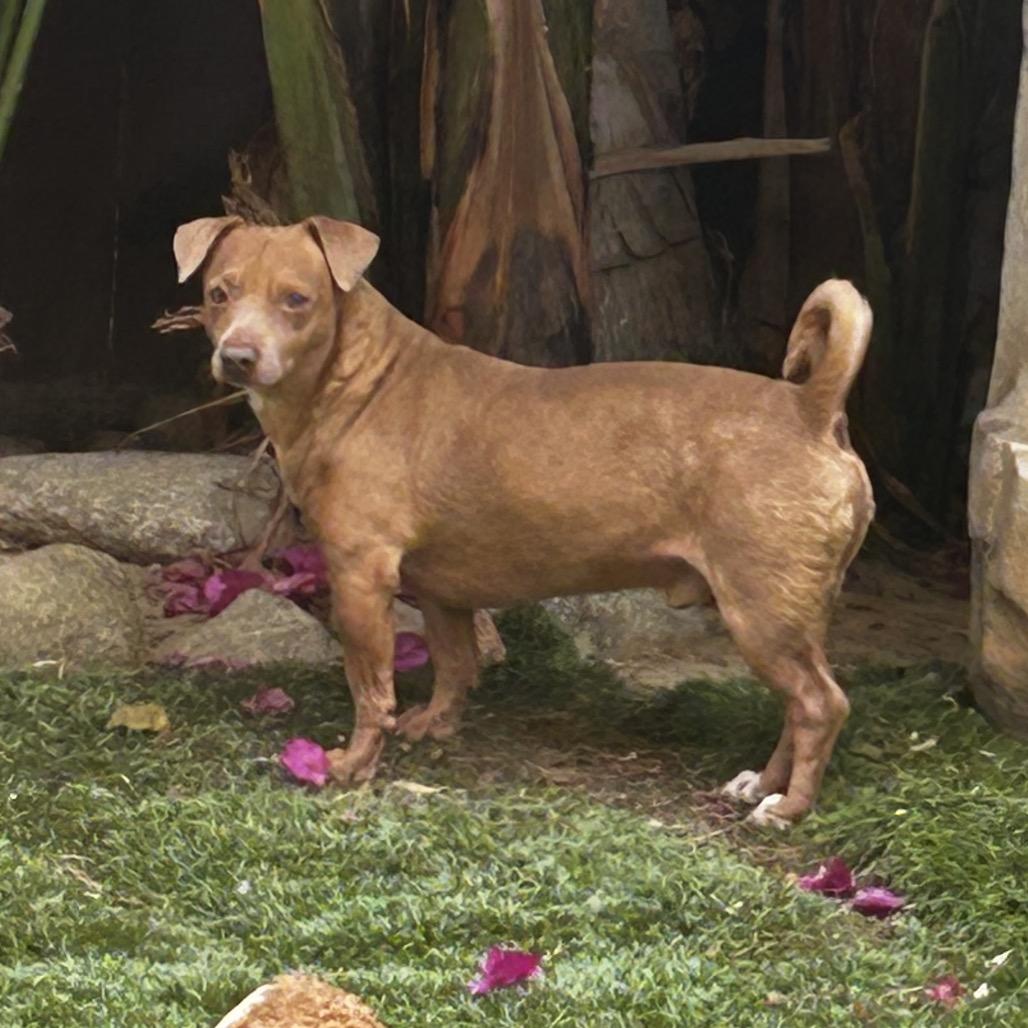 Enlarge Enzo, a Adoptable mixed breed in Escondido, CA image 2/4