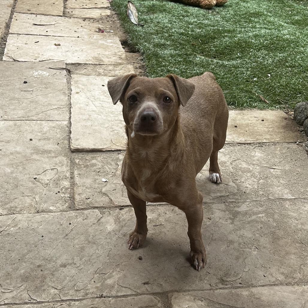 Enlarge Enzo, a Adoptable mixed breed in Escondido, CA image 3/4